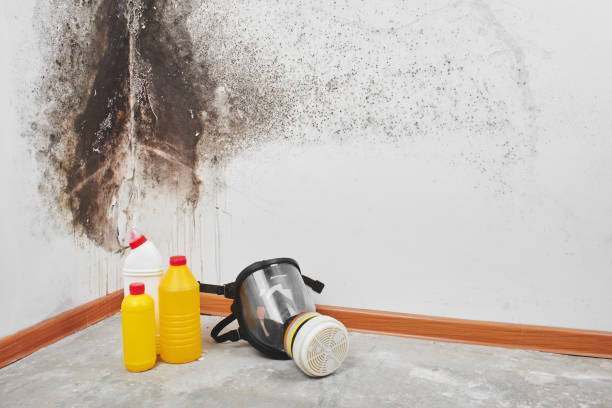 Best Commercial Mold Inspection  in Charleston, MO